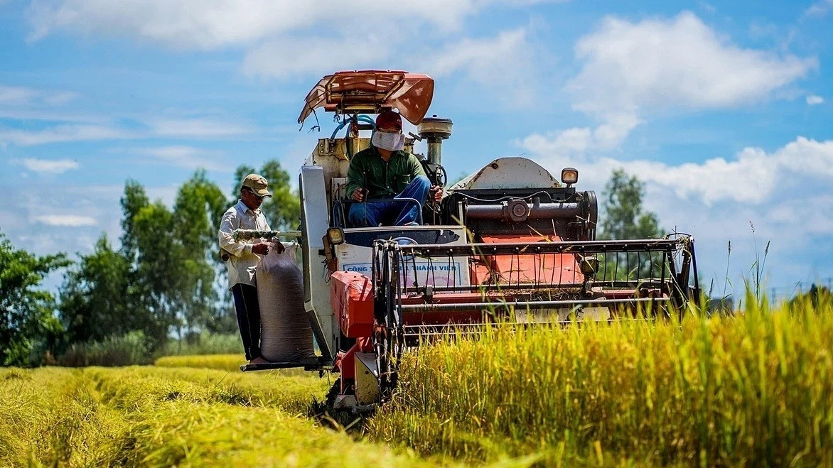 Lãi ròng của Gạo Trung An tăng gấp 6 lần nhưng cổ phiếu TAR vẫn rơi kịch biên độ