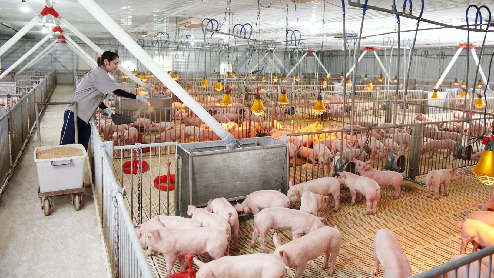 Giá heo hơi hôm nay 4/11: Dịch tả heo châu Phi có nguy cơ tái bùng phát, lan rộng