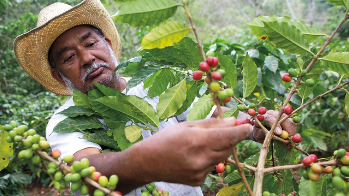 Giá cà phê hôm nay 11/11: Dự kiến giá sẽ ổn định đến giữa năm 2024