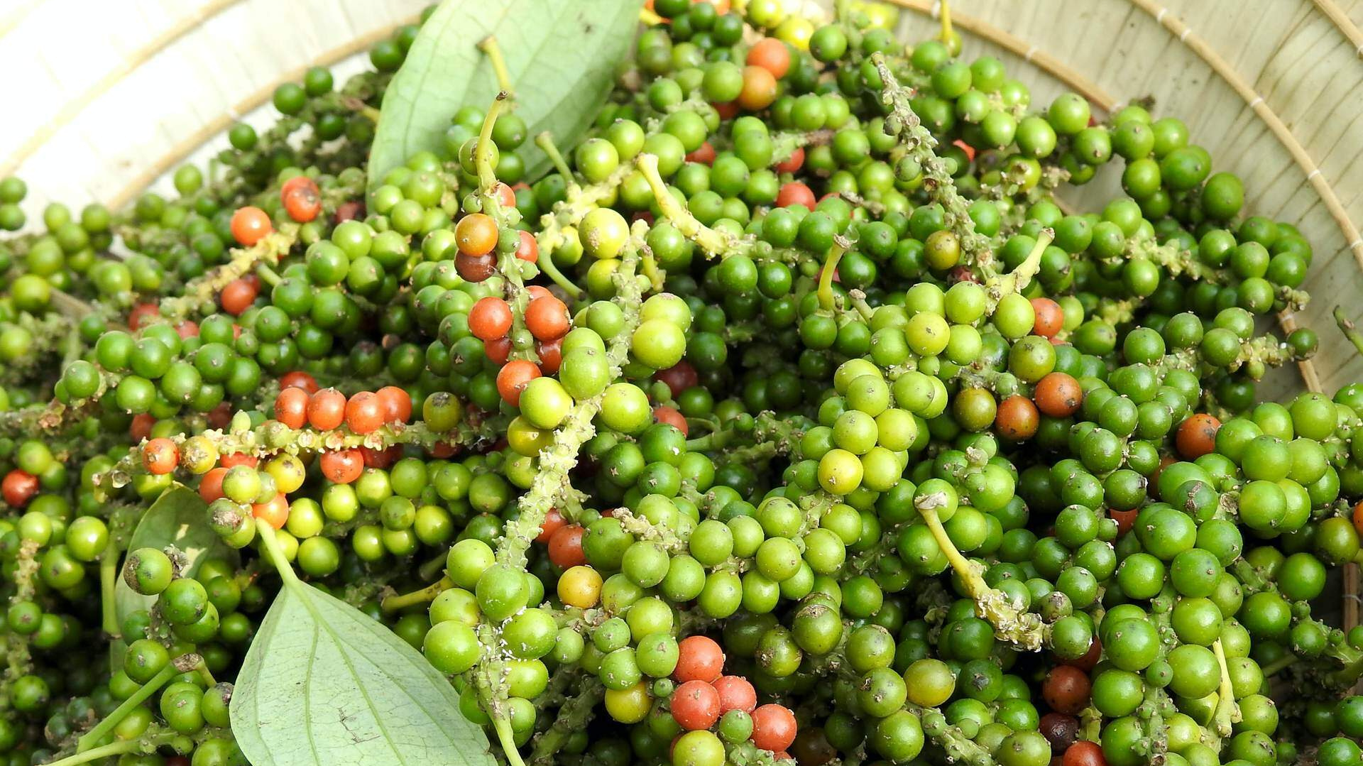 Giá tiêu hôm nay 11/11: Xuất khẩu tiêu sang Trung Quốc tăng hơn 265%