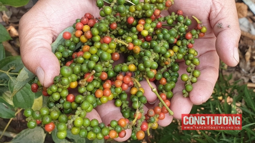 Giá tiêu hôm nay 25/11: Việt Nam tiếp tục là nguồn cung tiêu lớn nhất cho Mỹ