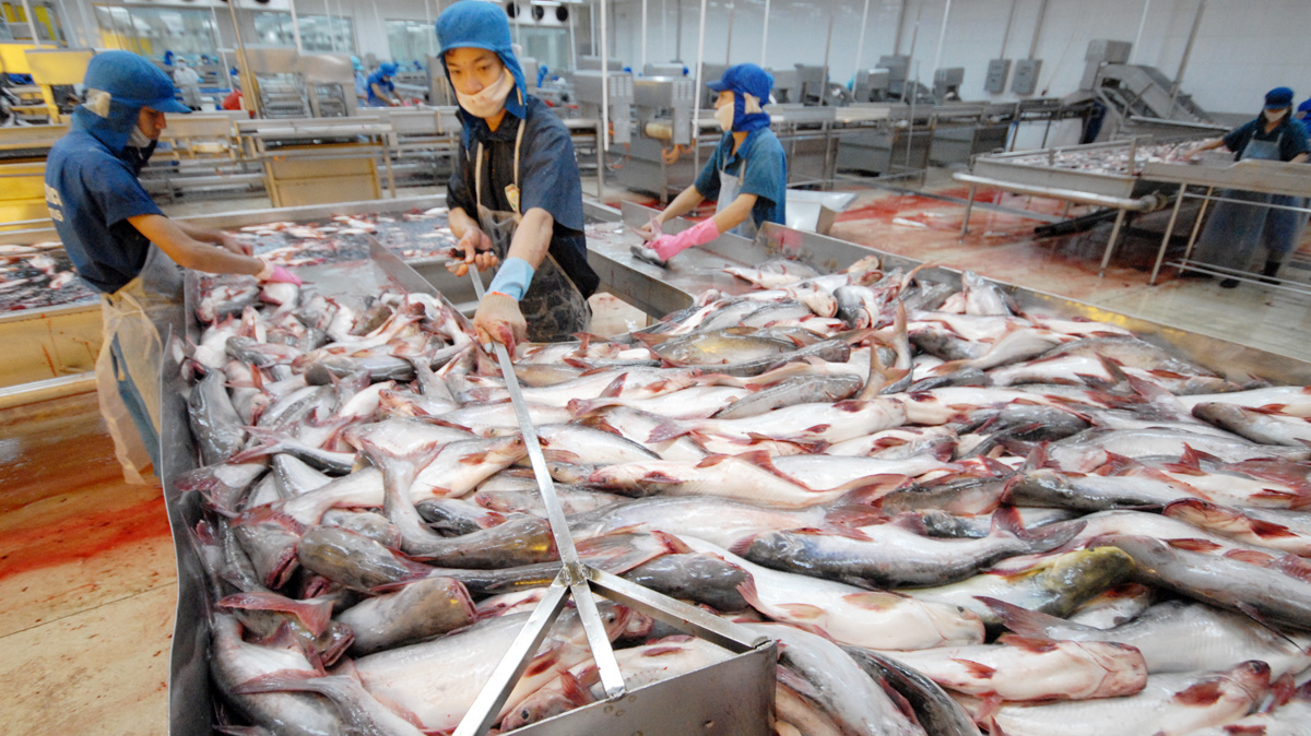 Xuất khẩu cá tra dần phục hồi từ quý 4 nhưng nguồn cung cá nguyên liệu sẽ thiếu hụt