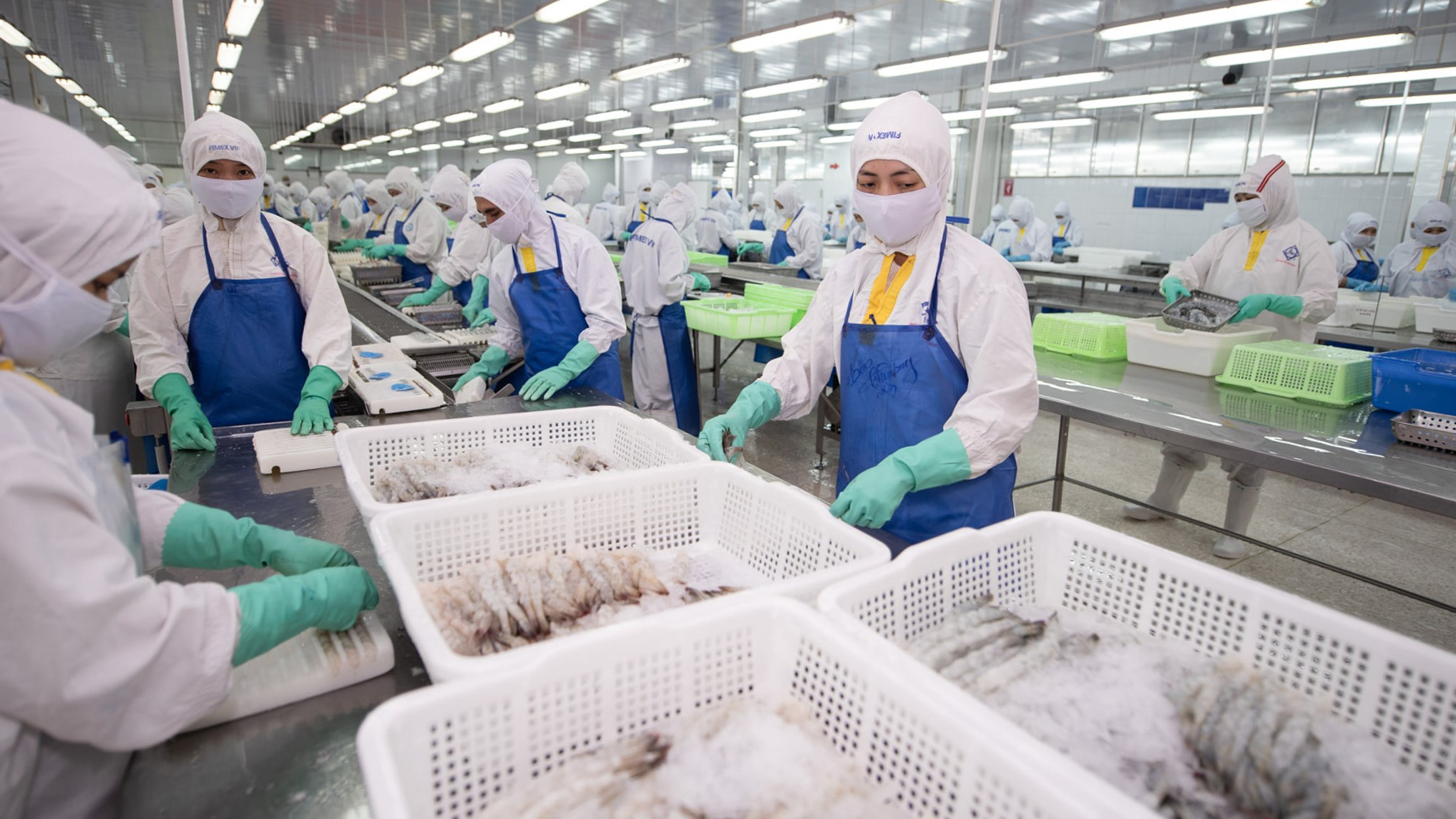 Nhu cầu tôm cải thiện, doanh thu quý 4 của Thực phẩm Sao Ta (FMC) dự báo tăng 15%