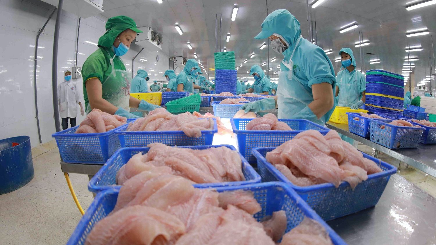 Xuất khẩu cá tra có tín hiệu khởi sắc, Thuỷ sản Nam Việt (ANV) muốn tăng vốn lên gấp đôi