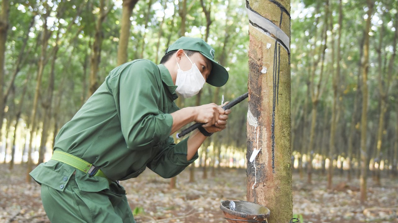 Cao su Việt Nam (GVR): Đặt mục tiêu doanh thu gần 25.000 tỷ đồng, kỳ vọng giá mủ cao su phục hồi