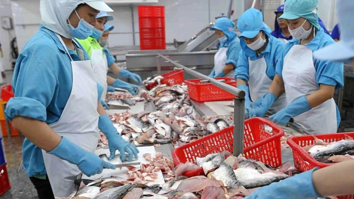 Lãi ròng Thuỷ sản Nam Việt (ANV) chạm đáy 7 năm, kỳ vọng đột phá trong năm 2024