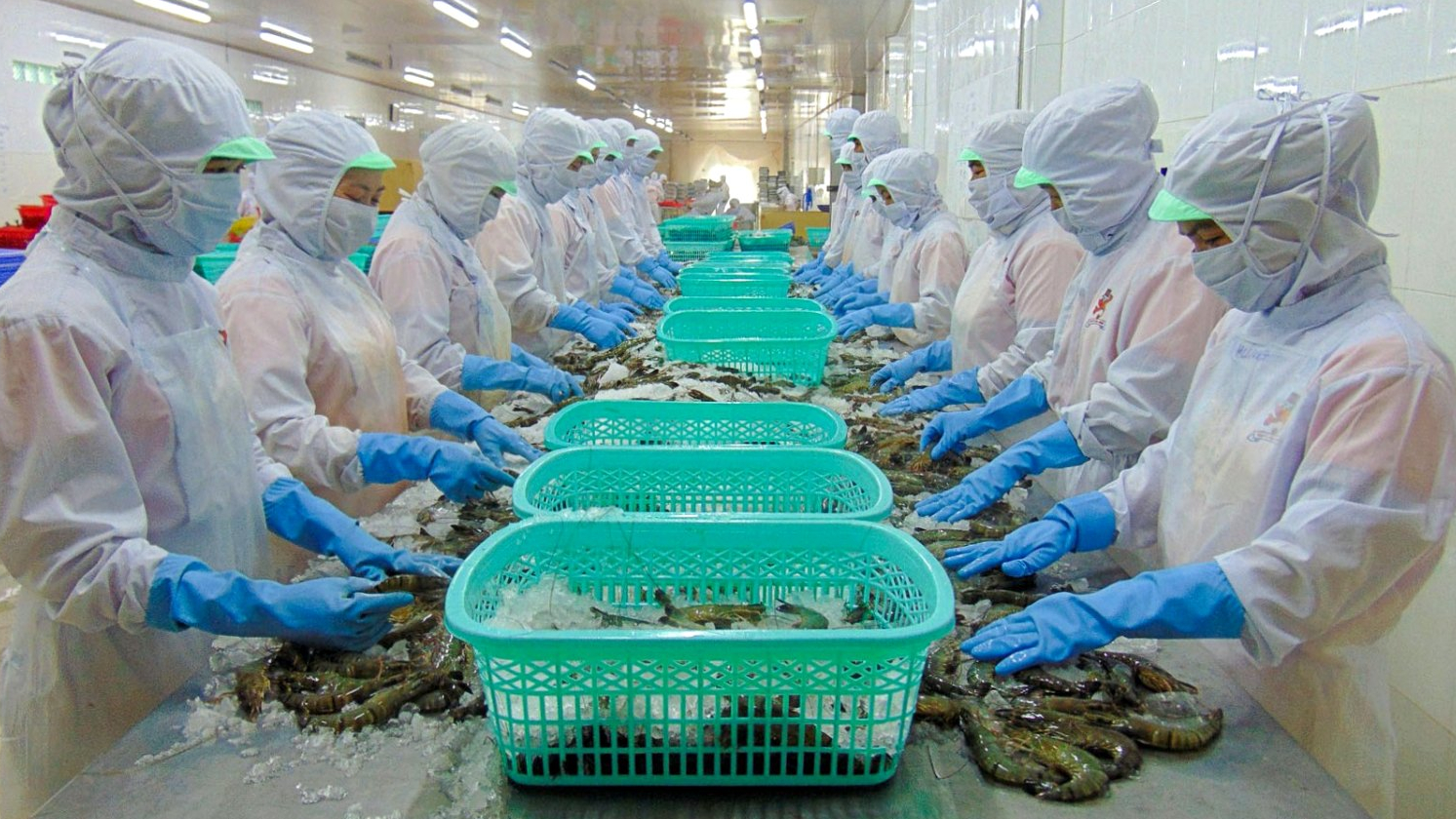 Thực phẩm Sao Ta (FMC) trở thành nhà xuất khẩu tôm Việt lớn nhất vào Nhật Bản