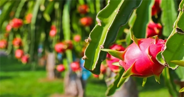 Cấp 'visa' cho trái thanh long vào thị trường khó tính