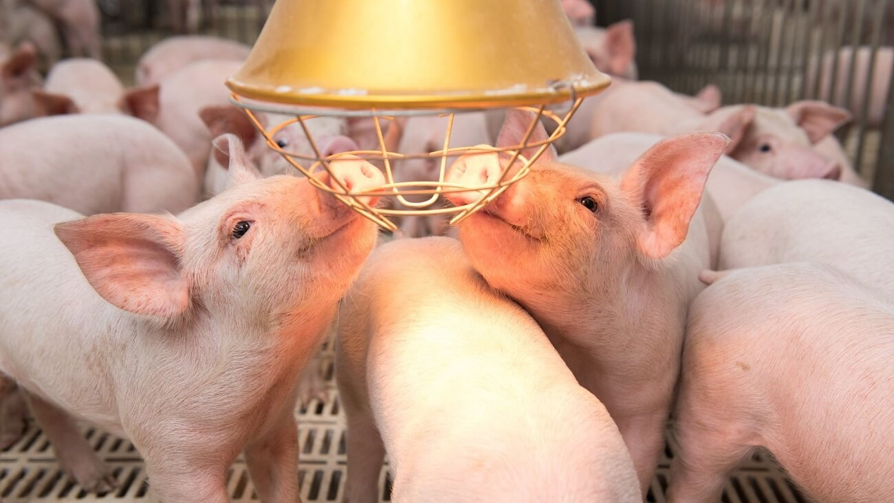 Hàng chục nghìn cơ sở chăn nuôi có thể phải dừng hoạt động, Tập đoàn Dabaco (DBC) hưởng lợi lớn?