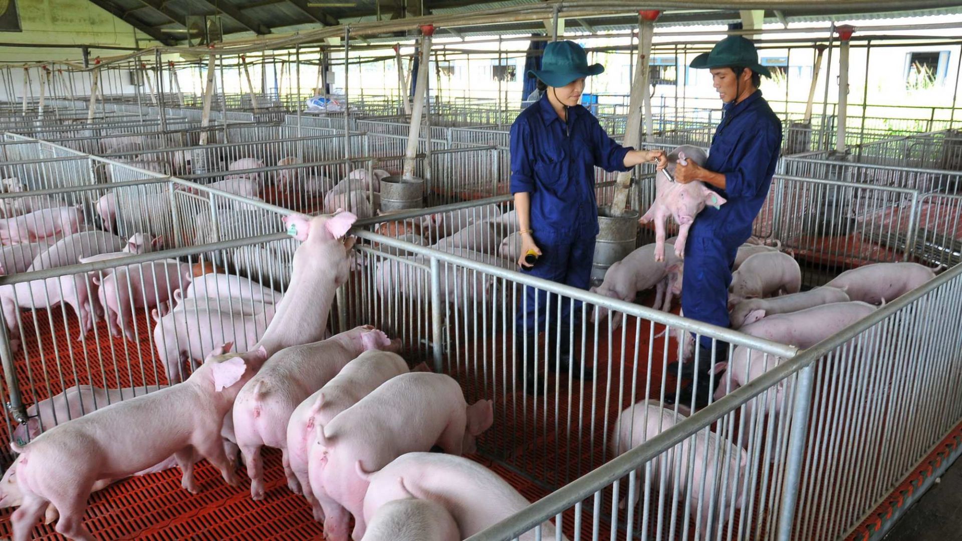 Hàng chục nghìn cơ sở chăn nuôi có thể phải dừng hoạt động, Tập đoàn Dabaco DBC hưởng lợi lớn?