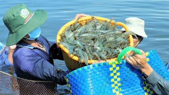 Trung Quốc tăng nhập khẩu thủy sản Việt Nam gấp 4 lần