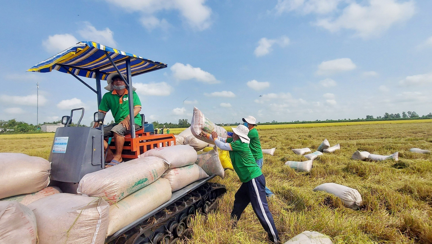 Gạo Việt Nam sẽ tiếp tục giữ vững vị thế tại các thị trường xuất khẩu chủ lực 3