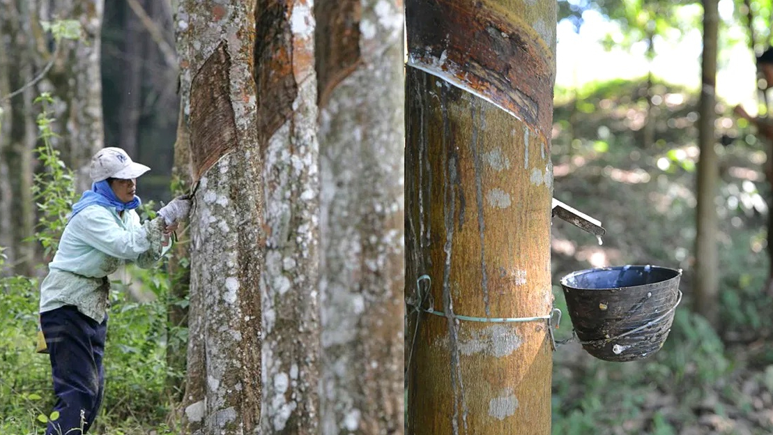 Thiếu hụt nguồn cung toàn cầu gia tăng, giá cao su dự báo có thể tăng thêm 20%