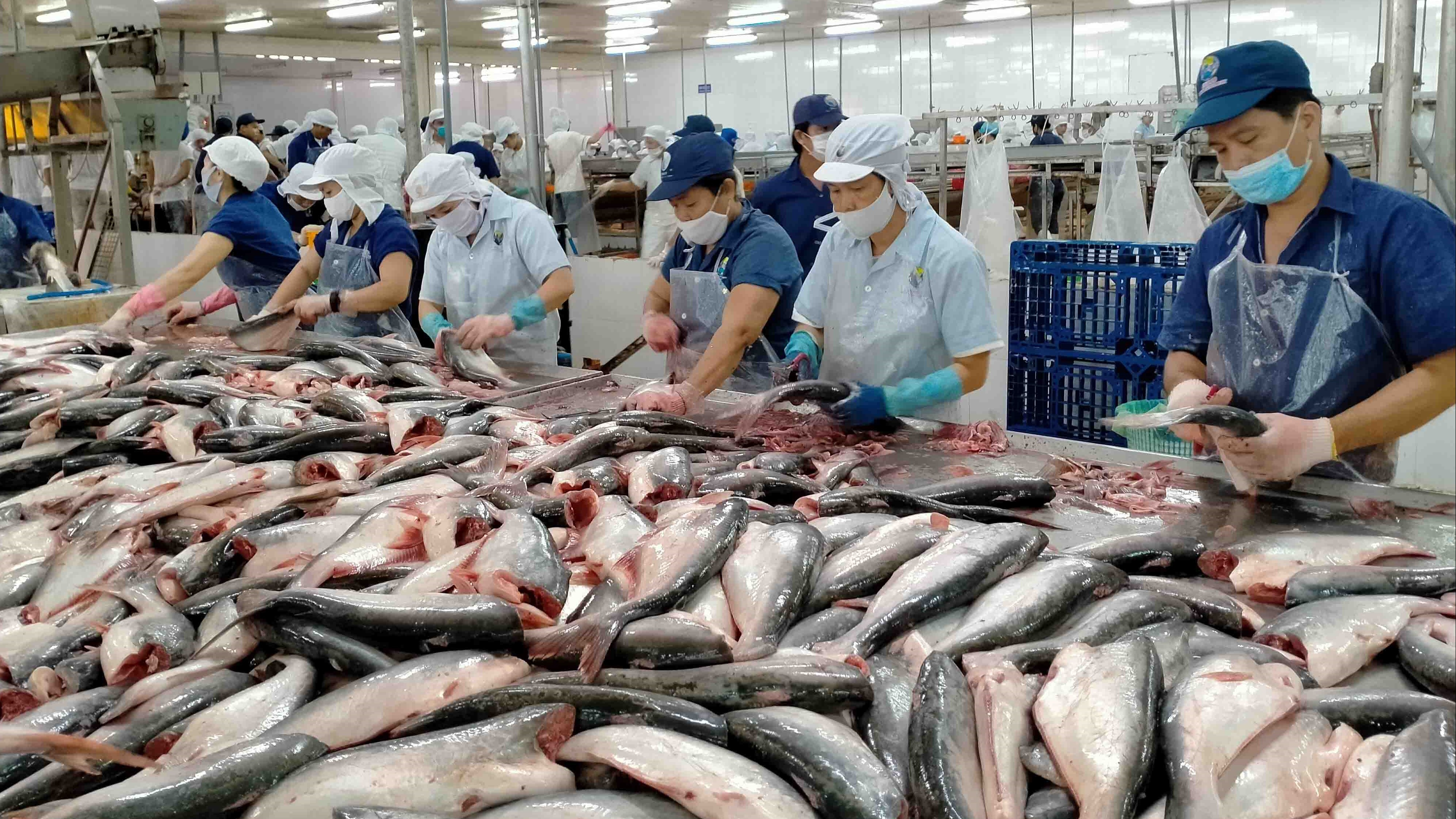 Xuất khẩu cá tra Việt Nam kỳ vọng lấy lại đà tăng trưởng tại thị trường Hoa Kỳ