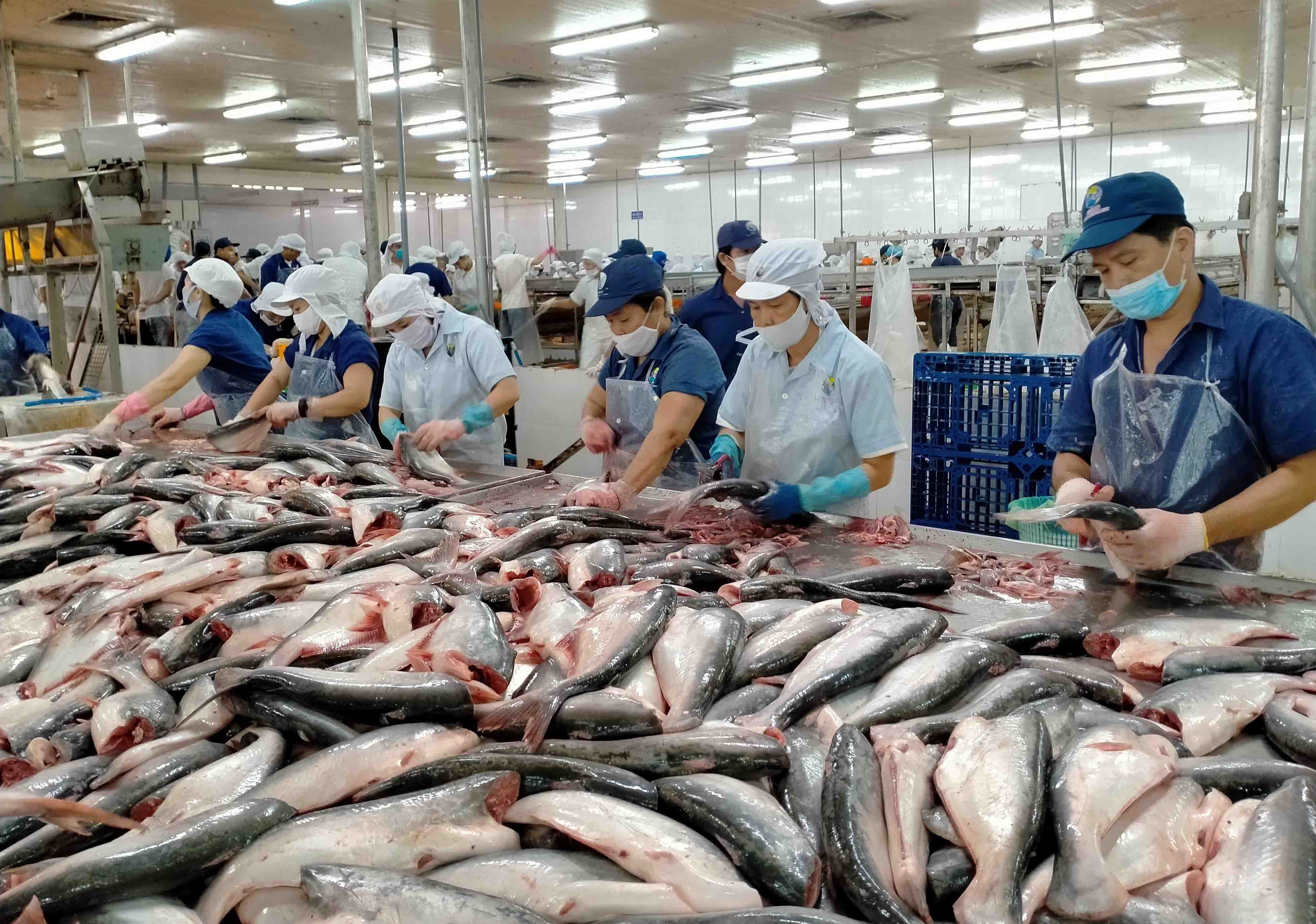 Xuất khẩu cá tra Việt Nam kỳ vọng lấy lại đà tăng trưởng tại thị trường Hoa Kỳ