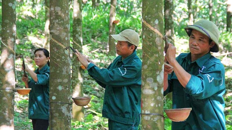 Lãnh đạo Cao su Việt Nam GVR : Giá cao su tăng cao bất thường, đã bán được hơn 100.000 tấn mủ 2