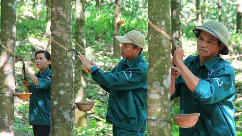 Lãnh đạo Cao su Việt Nam (GVR): Giá cao su tăng cao bất thường, đã bán được hơn 100.000 tấn mủ