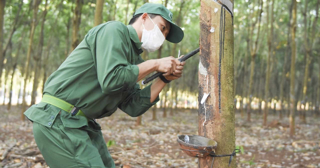 Cao su Việt Nam hưởng lợi từ chuyển đất cao su thành đất khu công nghiệp