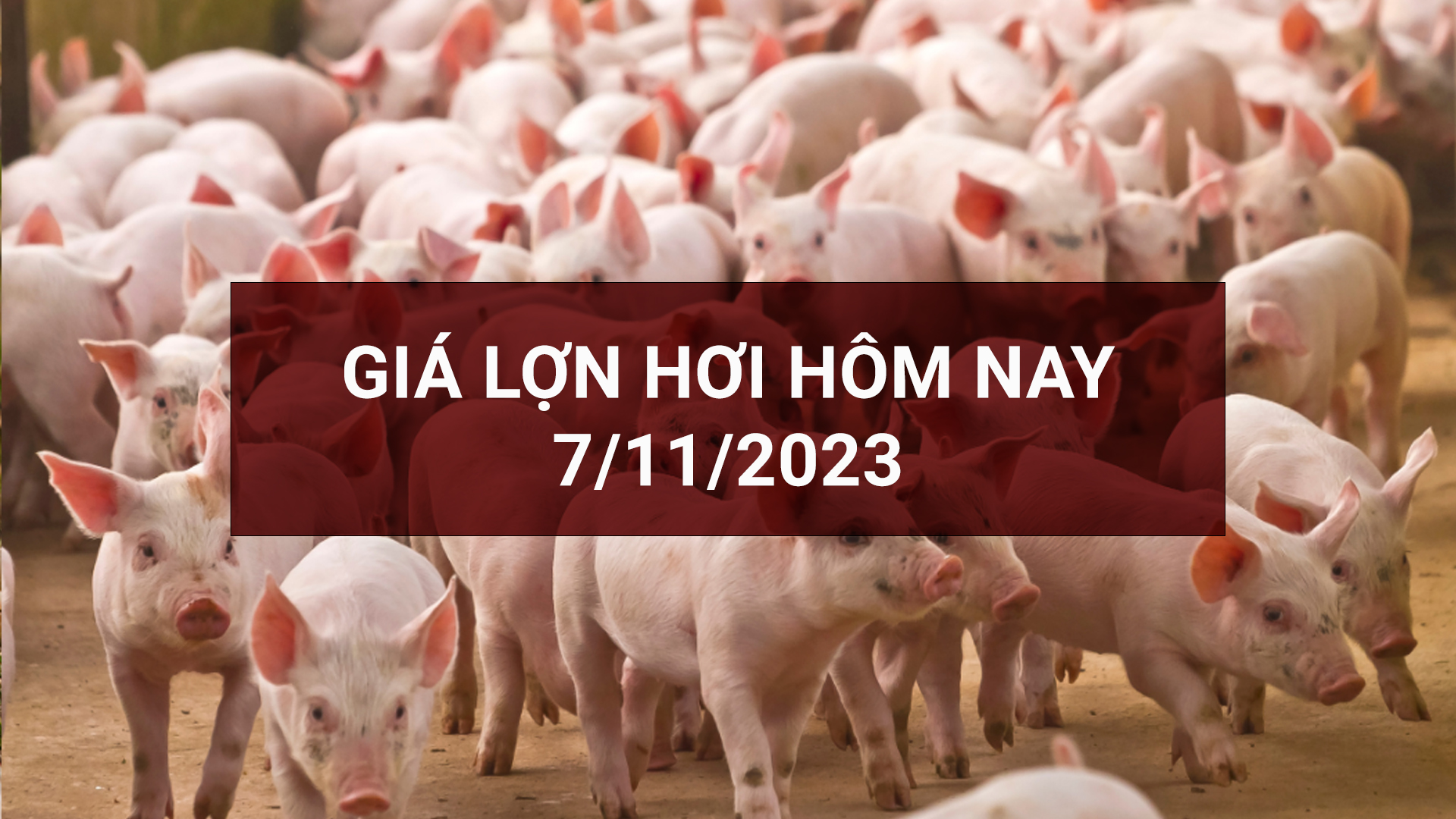 Giá lợn hơi ngày 7/11: Cà Mau lập đỉnh 55.000 đồng/kg