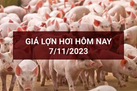 Giá lợn hơi ngày 7/11: Cà Mau lập đỉnh 55.000 đồng/kg
