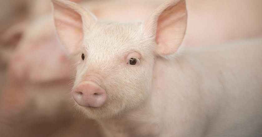 Liên tục mò đáy, giá lợn được dự báo sẽ sớm quay đầu và tăng mạnh trở lại