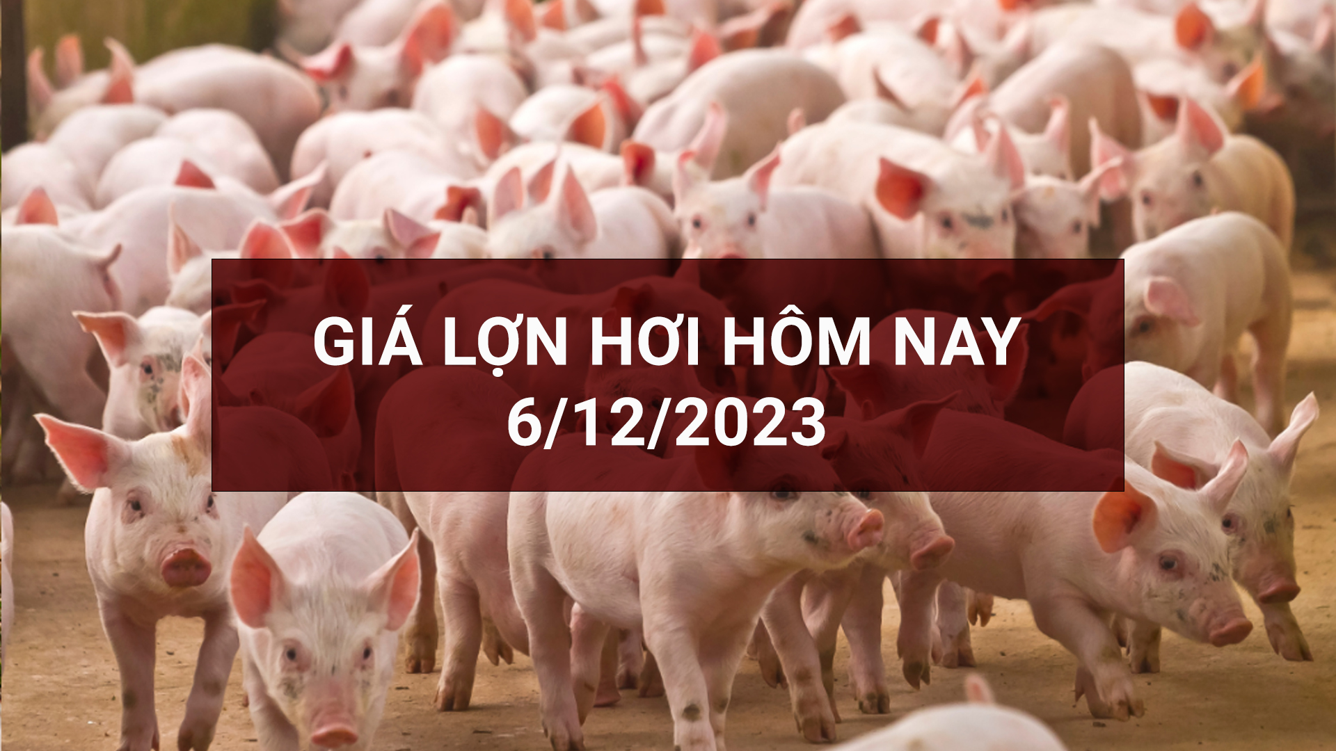 Giá lợn hơi ngày 6/12: Tiếp đà giảm 1.000 đồng/kg