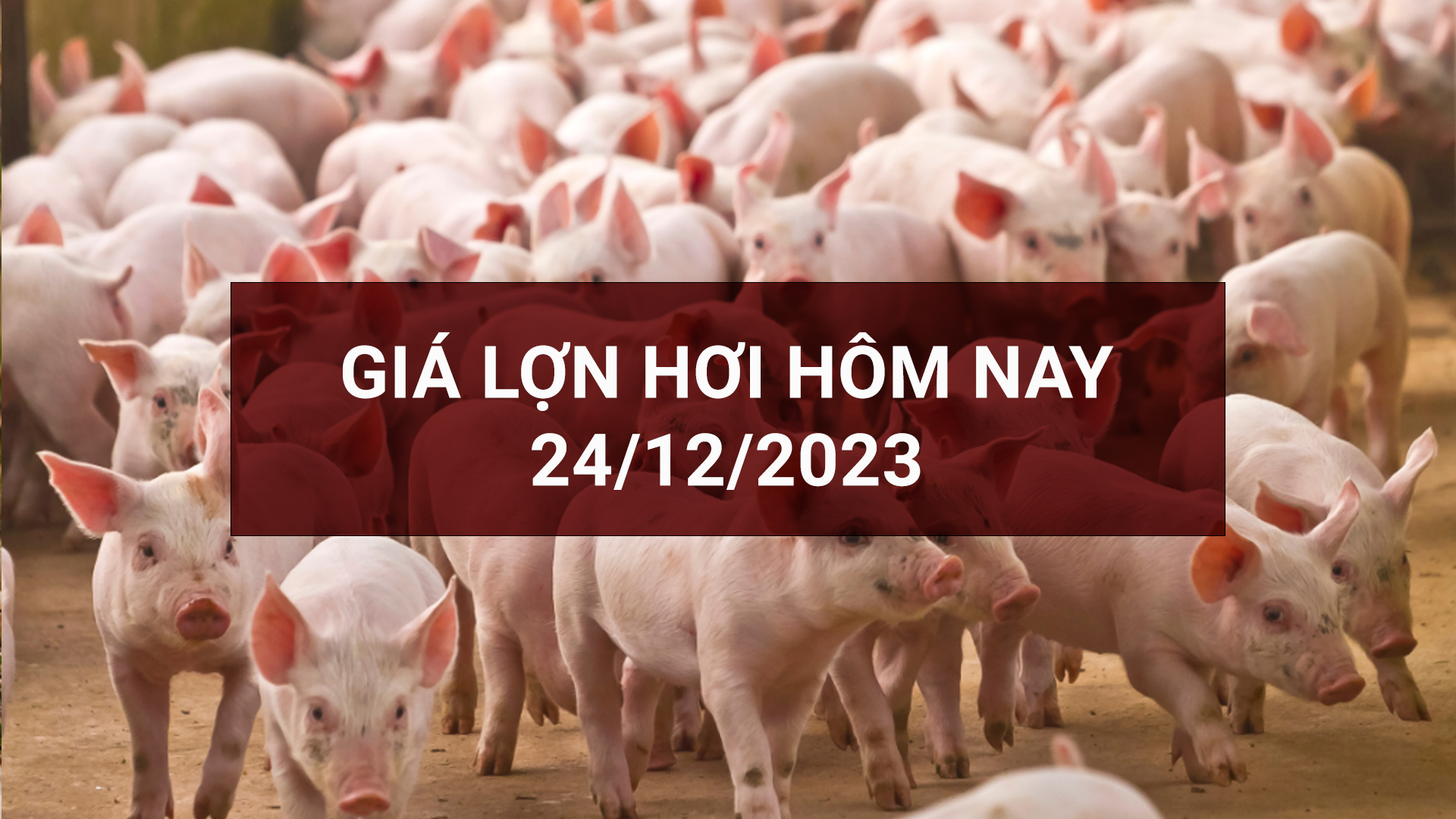 Giá lợn hơi ngày 24/12: Cả nước về đà đi ngang
