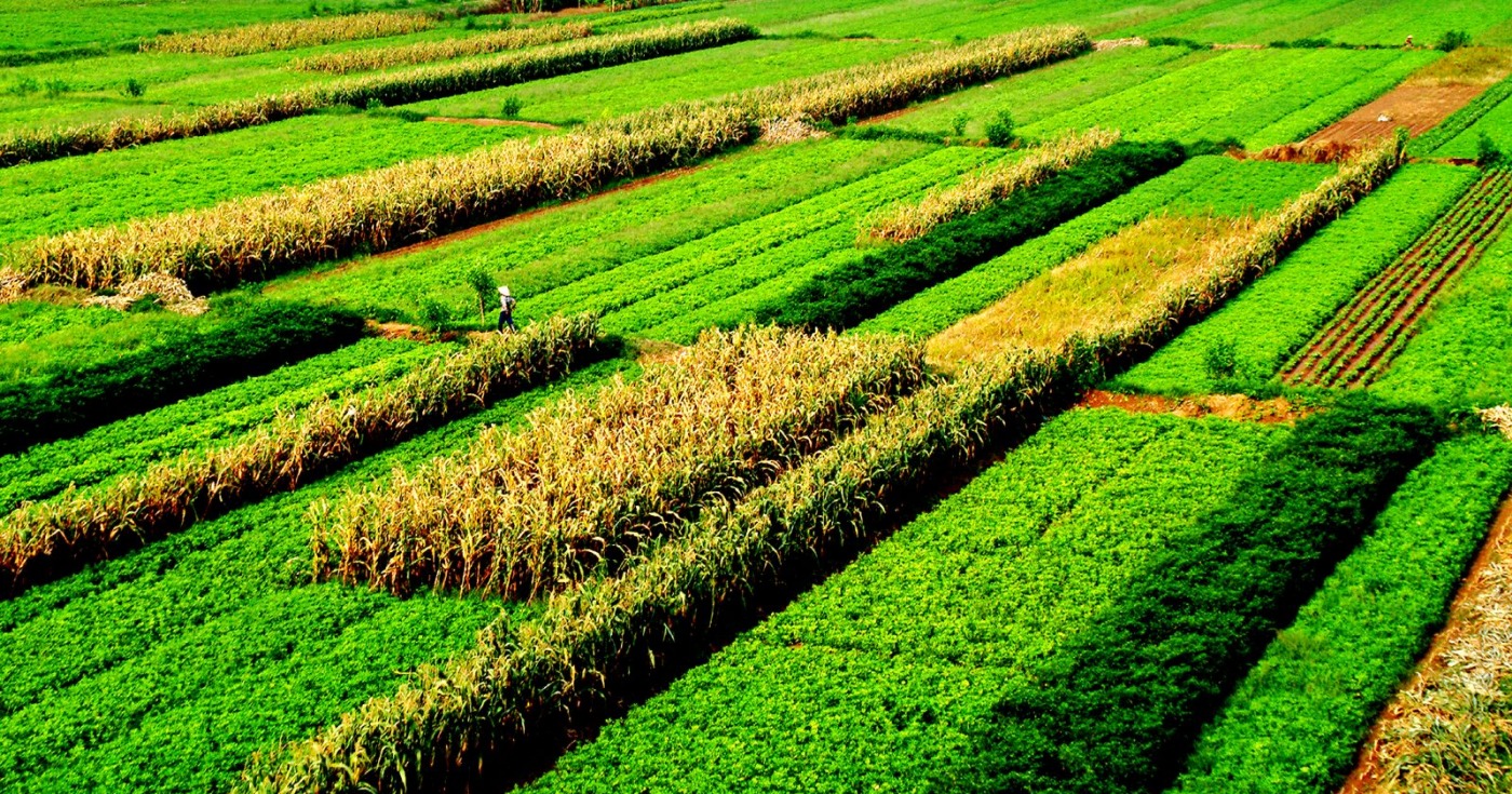 GDP ngành nông nghiệp năm 2023 đạt 3,83%, khẳng định vị thế trụ đỡ của nền kinh tế