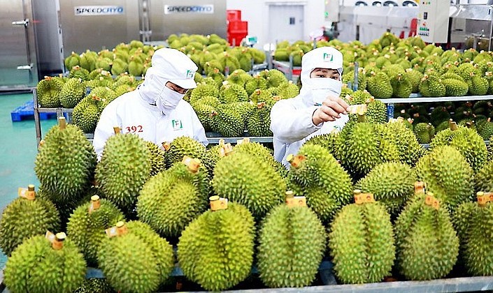 Sầu riêng Việt thần tốc 'đánh chiếm' thị trường tỷ dân Trung Quốc 2