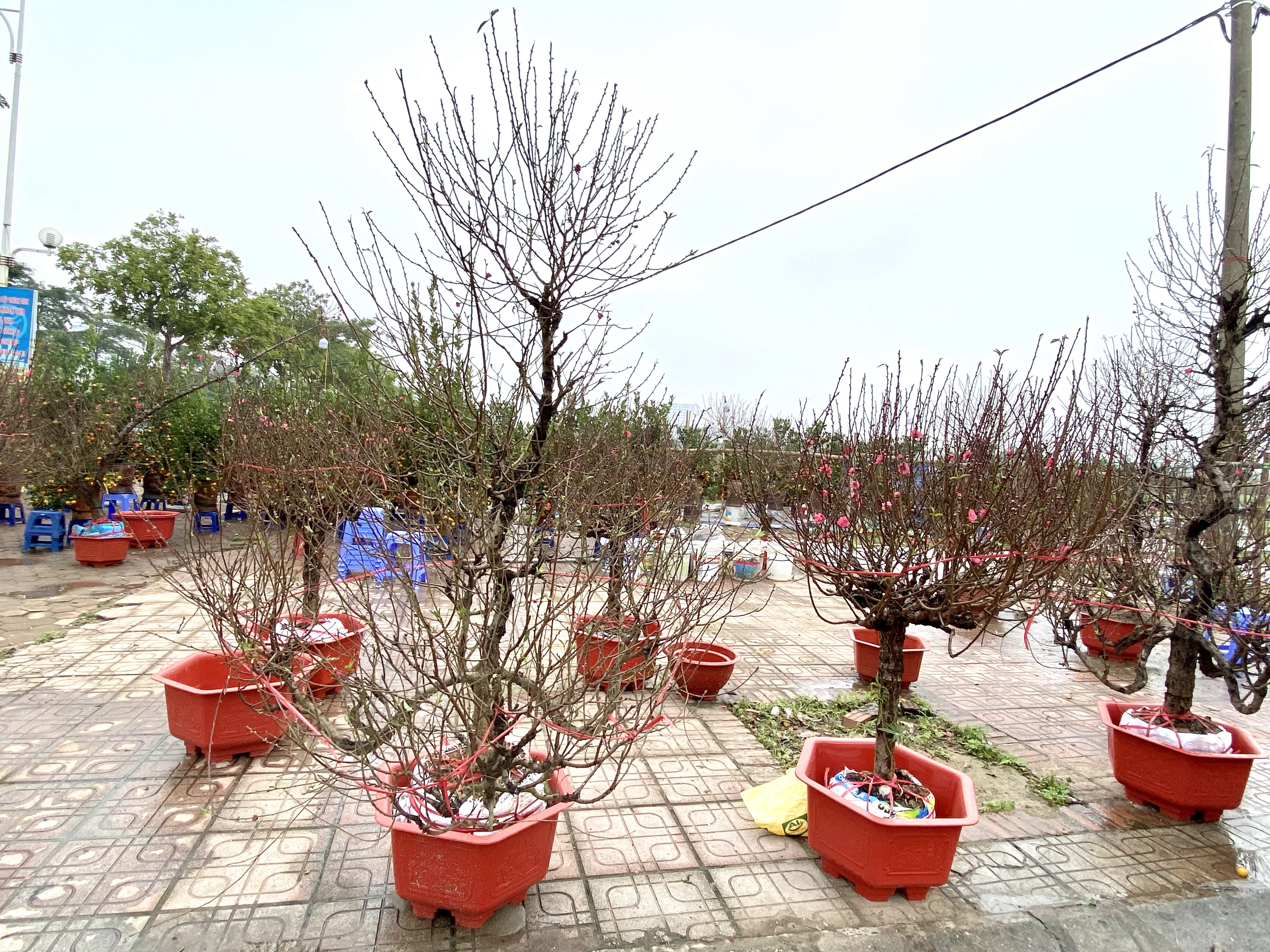 Kinh tế khó khăn, giá đào dịp Tết 2024 'mềm' hơn 4