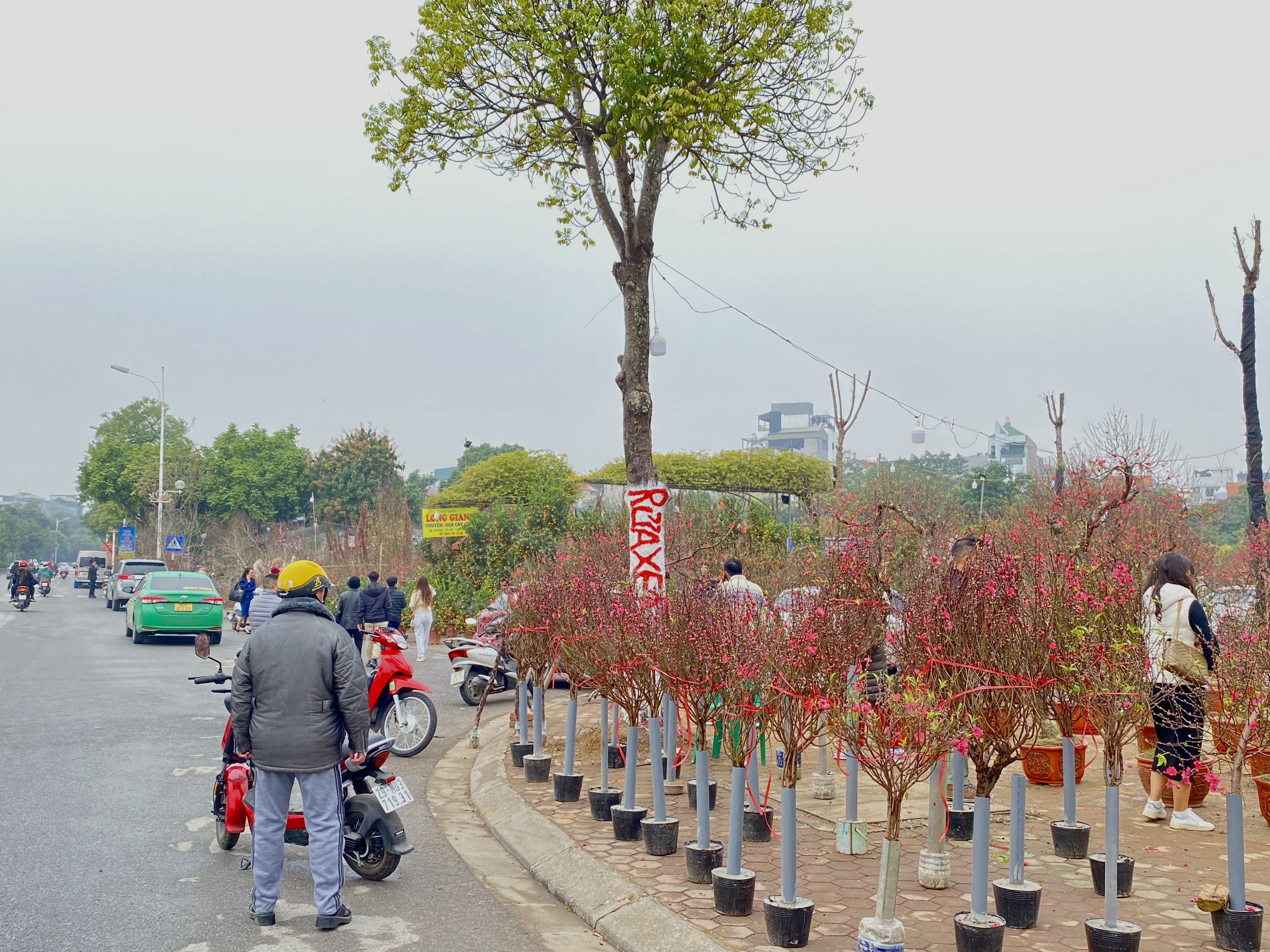 Kinh tế khó khăn, giá đào dịp Tết 2024 'mềm' hơn 2