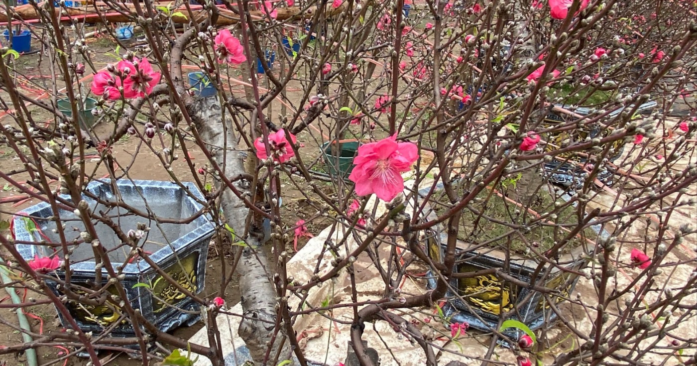 Kinh tế khó khăn, giá đào dịp Tết 2024 'mềm' hơn