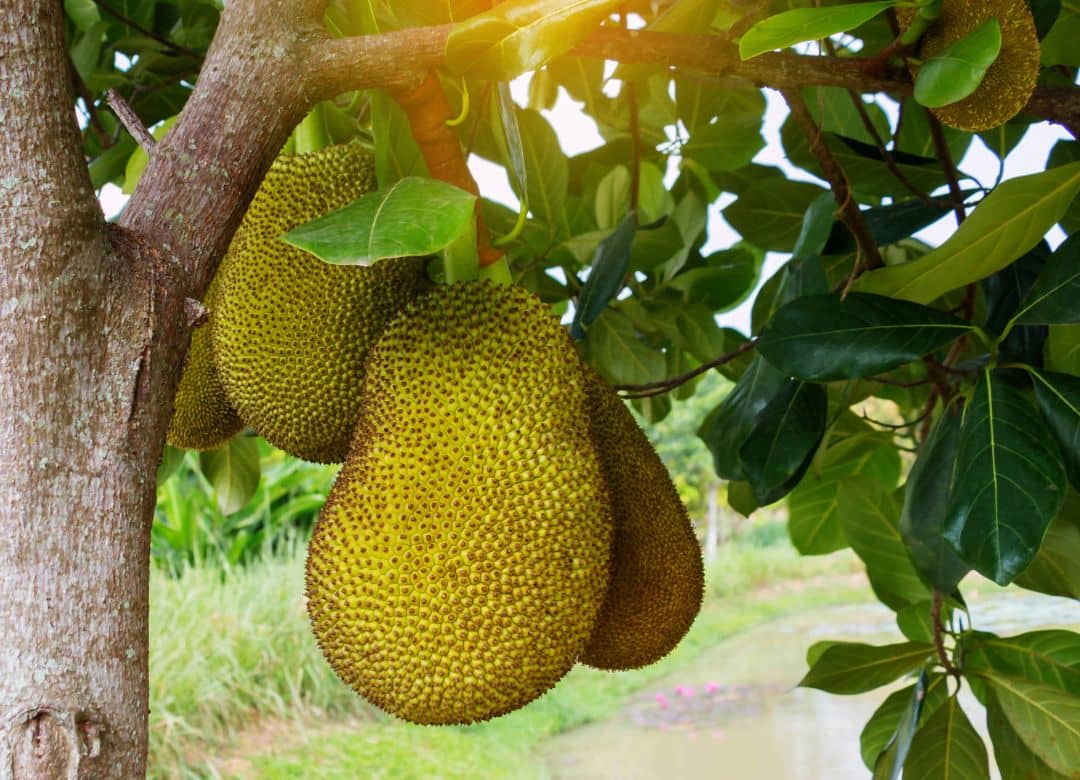 Xuất khẩu rau quả sang Trung Quốc bùng nổ, sầu riêng vẫn là điểm sáng 2