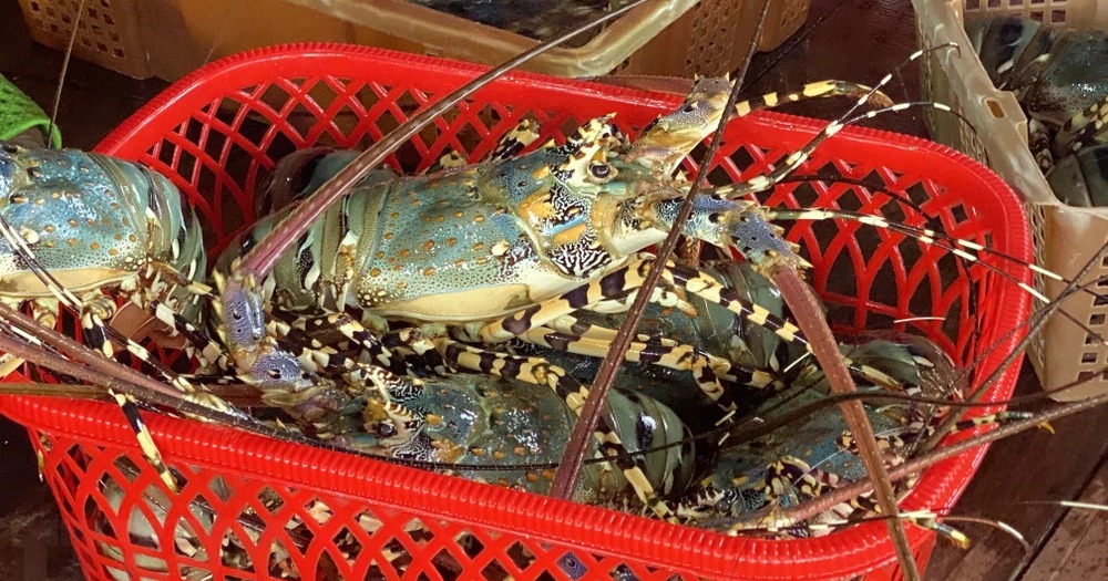 2 tháng đầu năm, xuất khẩu tôm hùm tăng gấp 18 lần cùng kỳ