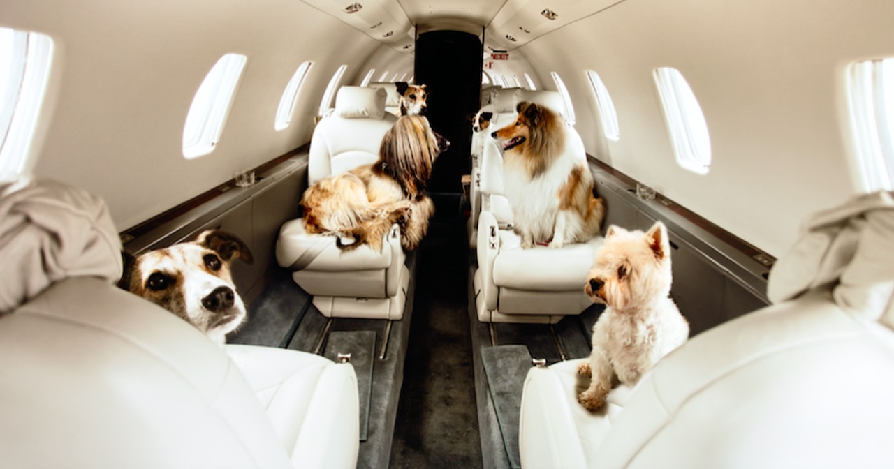 Soi giá vận chuyển vật nuôi bằng máy bay của các hãng hàng không nội địa và thế giới