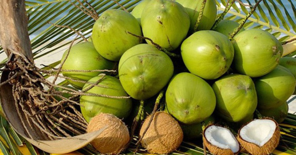 Cấp tập chuẩn bị 'visa' cho sầu riêng đông lạnh và dừa tươi sang thị trường tỷ đô