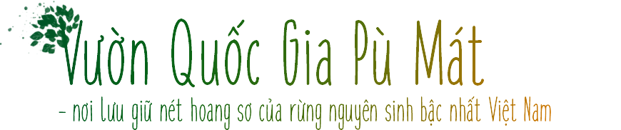Vườn Quốc Gia Pù Mát – nơi lưu giữ nét hoang sơ của rừng nguyên sinh bậc nhất Việt Nam