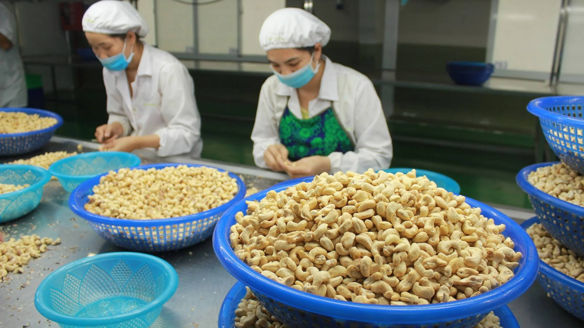 Các yêu cầu bắt buộc khi nhập khẩu hạt điều vào thị trường Bắc Âu