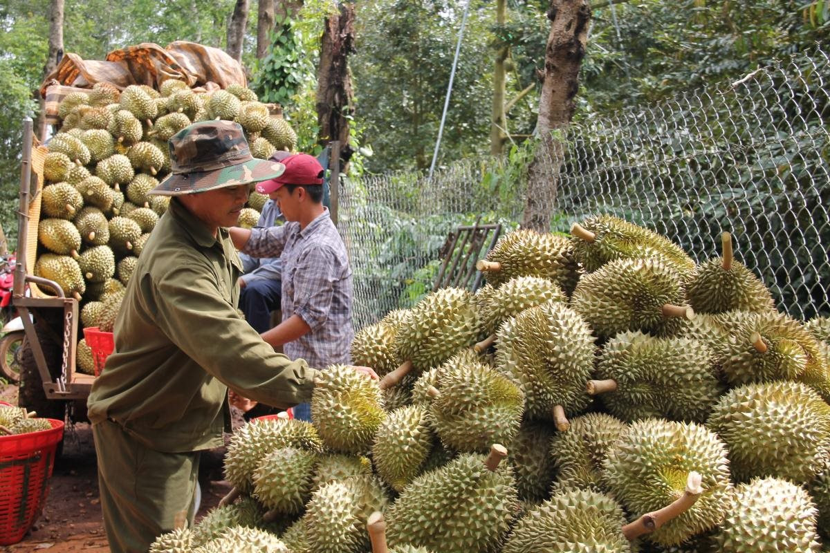 Ảnh minh họa xuất khẩu rau quả