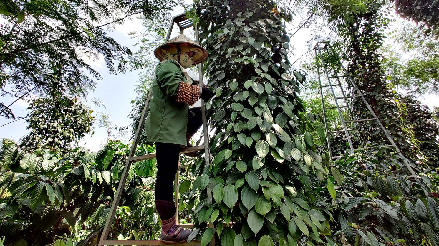 Giá tiêu hôm nay 6/5: Tăng tới 7.000 đồng sau 1 tuần, dự báo sản lượng tiêu giảm đáng kể