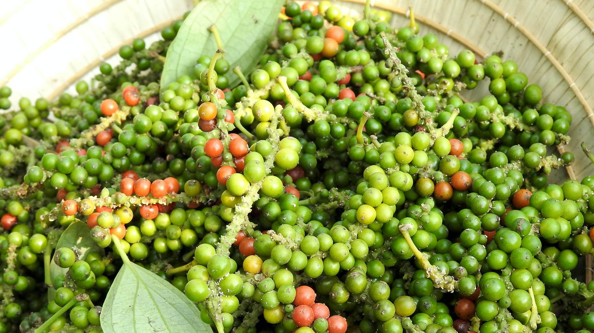 Giá tiêu hôm nay 3/6: Tăng sốc, hướng đến mốc 150.000 đồng/kg, cảnh bảo người dân cần thận trọng