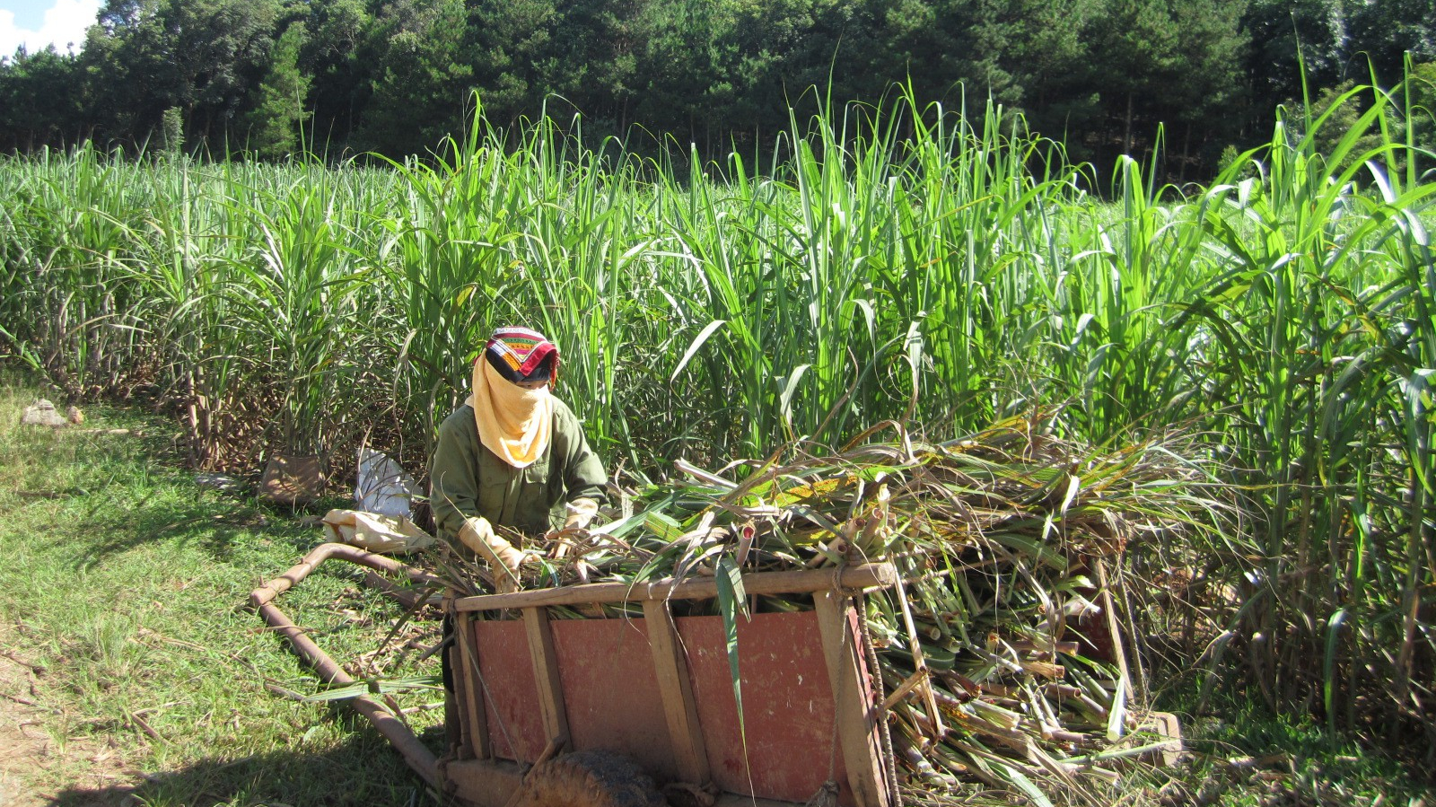 Kết quả rà soát nhà xuất khẩu mới về chống lẩn tránh phòng vệ thương mại với sản phẩm đường mía