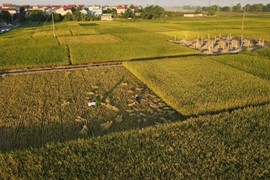 Đề án 1 triệu ha lúa: Trợ lực từ cộng đồng doanh nghiệp
