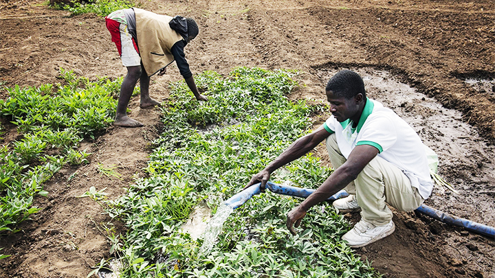 Malawi ứng dụng AI vào nông nghiệp
