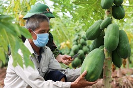 Thị trường NPK - “Cuộc chiến mới” giữa các doanh nghiệp phân bón