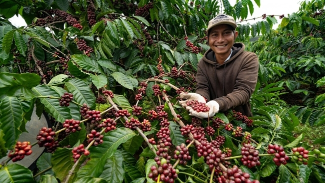 Cơ hội cho nông hộ nhỏ