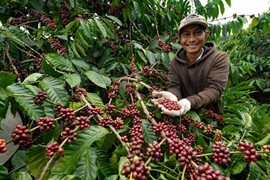 Cơ hội cho nông hộ nhỏ
