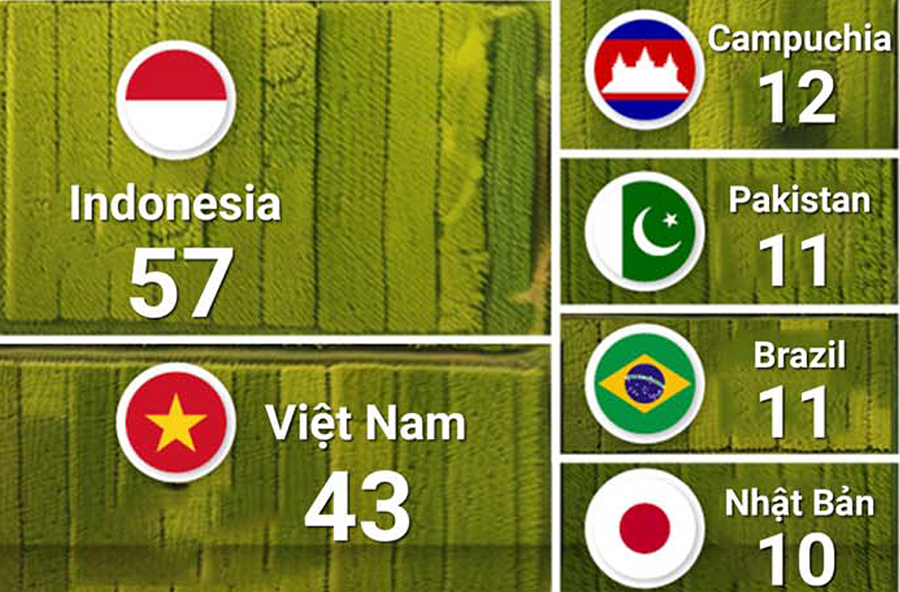 Nhìn lại thành tích ấn tượng của ngành lúa gạo Việt Nam