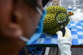 Cách nào để Việt Nam xuất khẩu sầu riêng vượt Thái Lan?