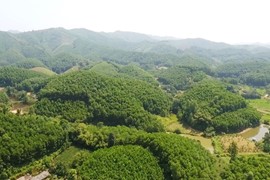 4 đối tượng được giao đất rừng sản xuất nhưng không cần nộp tiền sử dụng đất